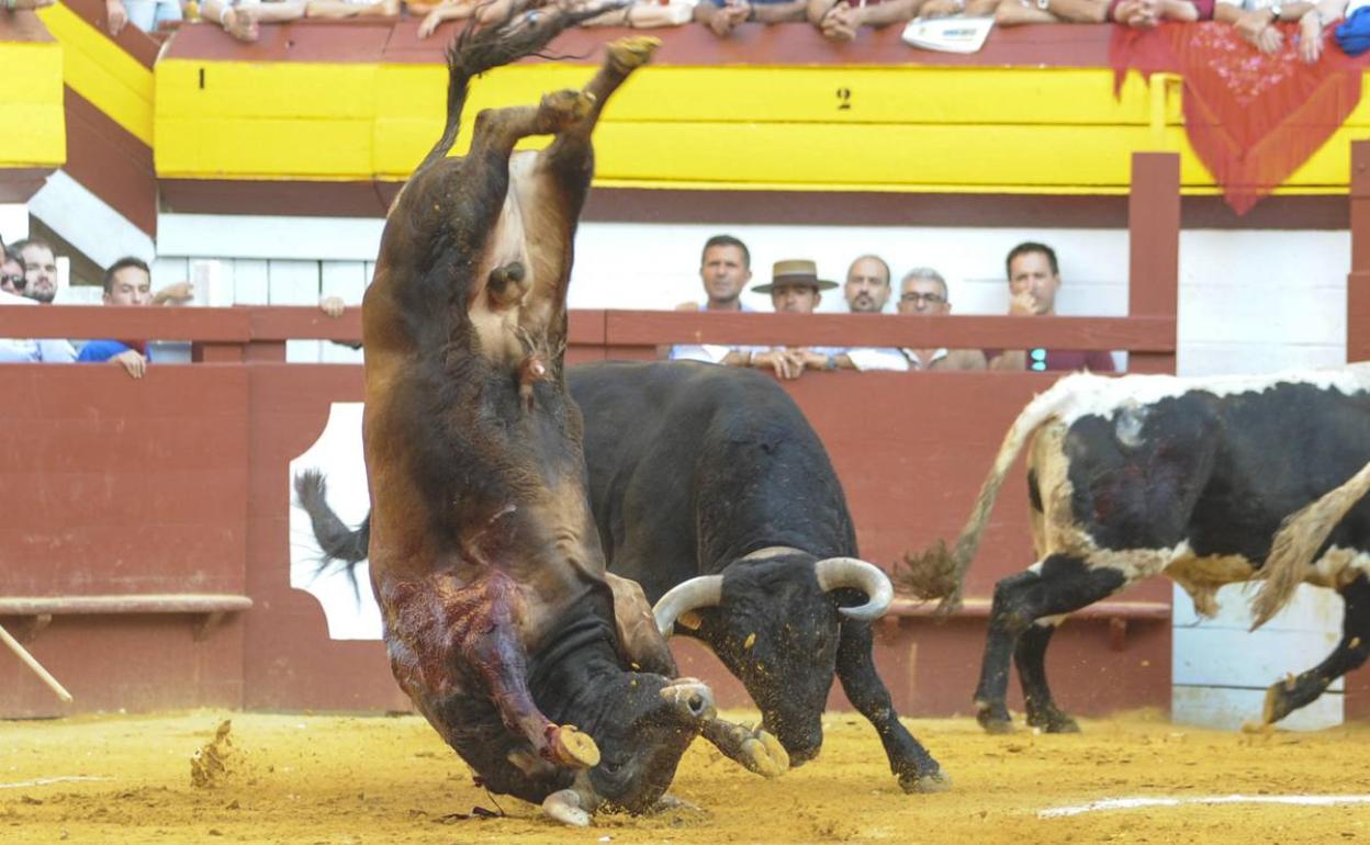 El toro Gordo, volteado por un manso en la plaza de toros de Algemesí, esta tarde.