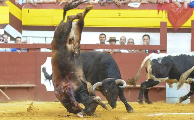 Un toro escapa de la plaza de Algemesí y causa tres heridos antes de ser abatido