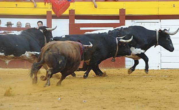 Imagen principal - El toro Gordo, en su encuentro con el manso.