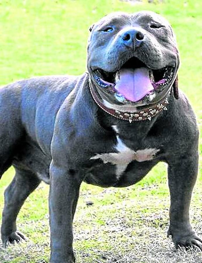 American bully. Tiene fama de fiel, pero el cruce entre pit bull terrier y american satffordshire terrier es un poco intimidante.