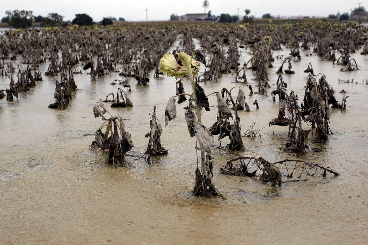 Un campo de girasoles entre Dolores y Catral afectado por el desbordamiento del Segura. 