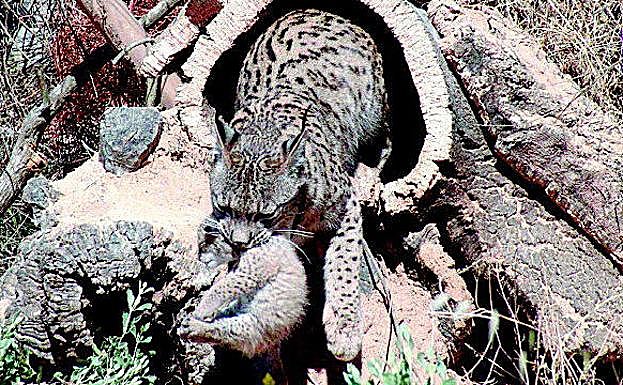 El lince ibérico, estrella de los mamíferos en Doñana cuya reproducción en cautividad evita su desaparición.