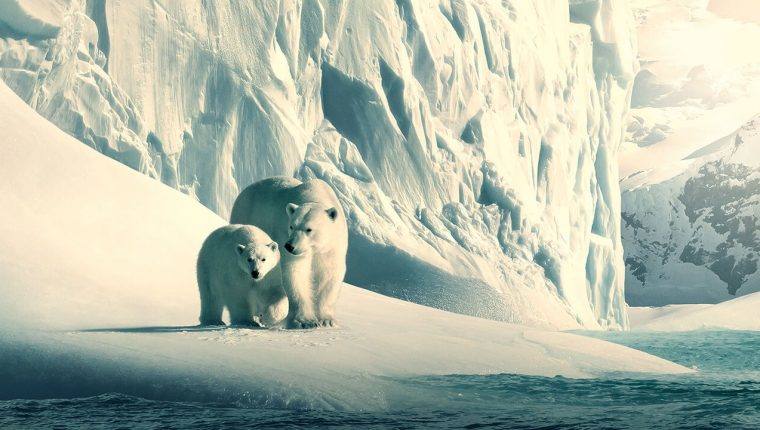 Describe cómo el cambio climático afecta a todos los seres vivos.