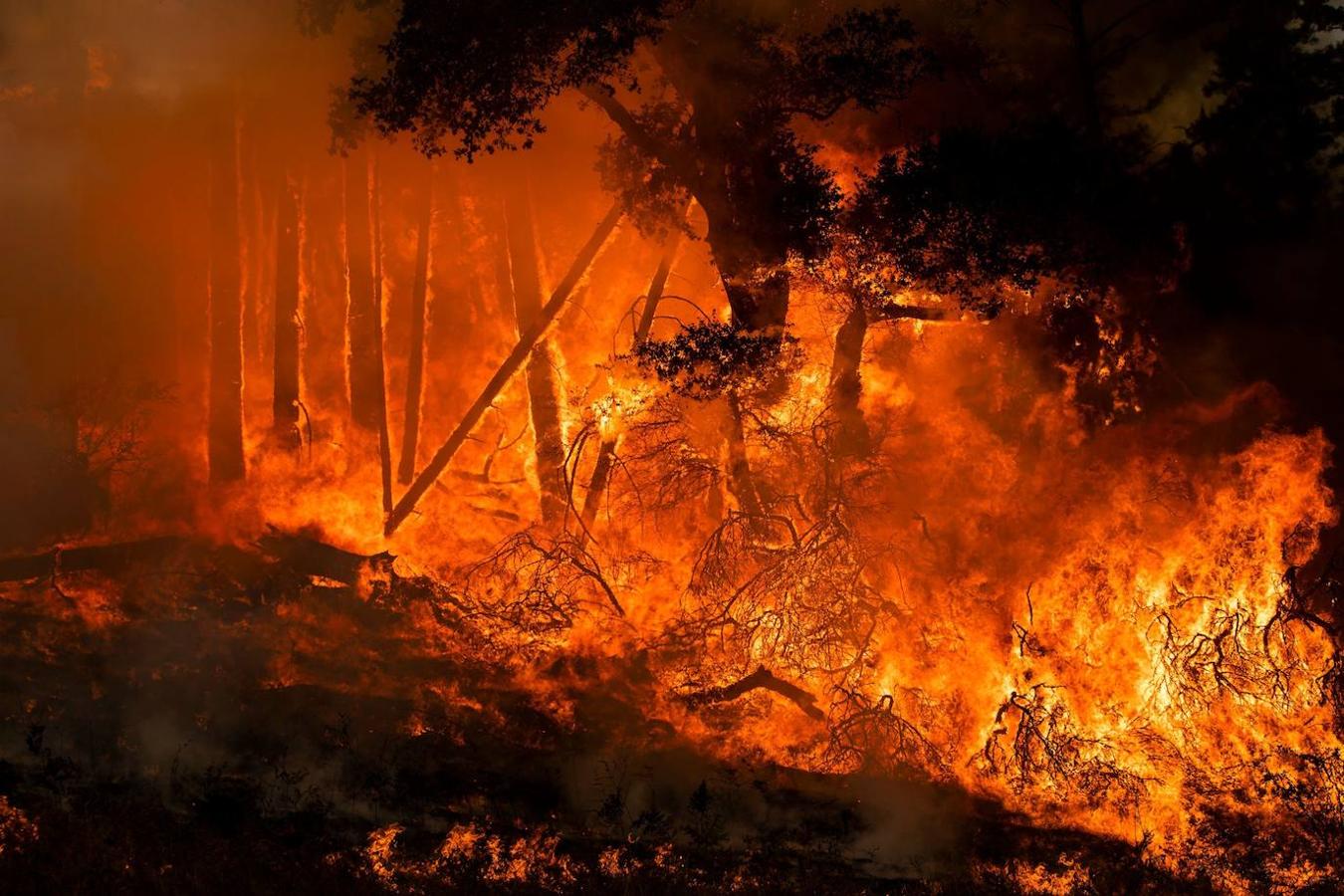 Fotos: Incendios forestales en California