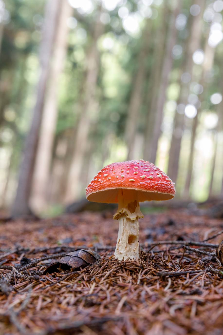 Venenosas 1/6:  Amanita Muscaria: El uso de este hongo como alucinógeno está documentado desde 1730.