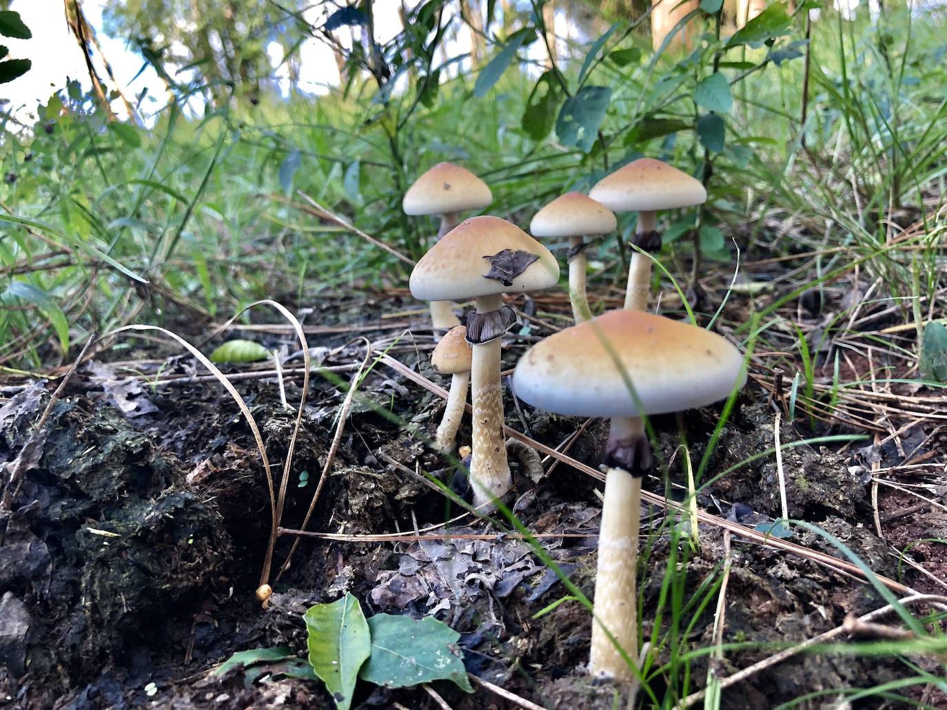 Venenosas 6/6:  Psilocybe Cubensis: Considerada una droga. Su posesión y venta están prohibidas por ley.