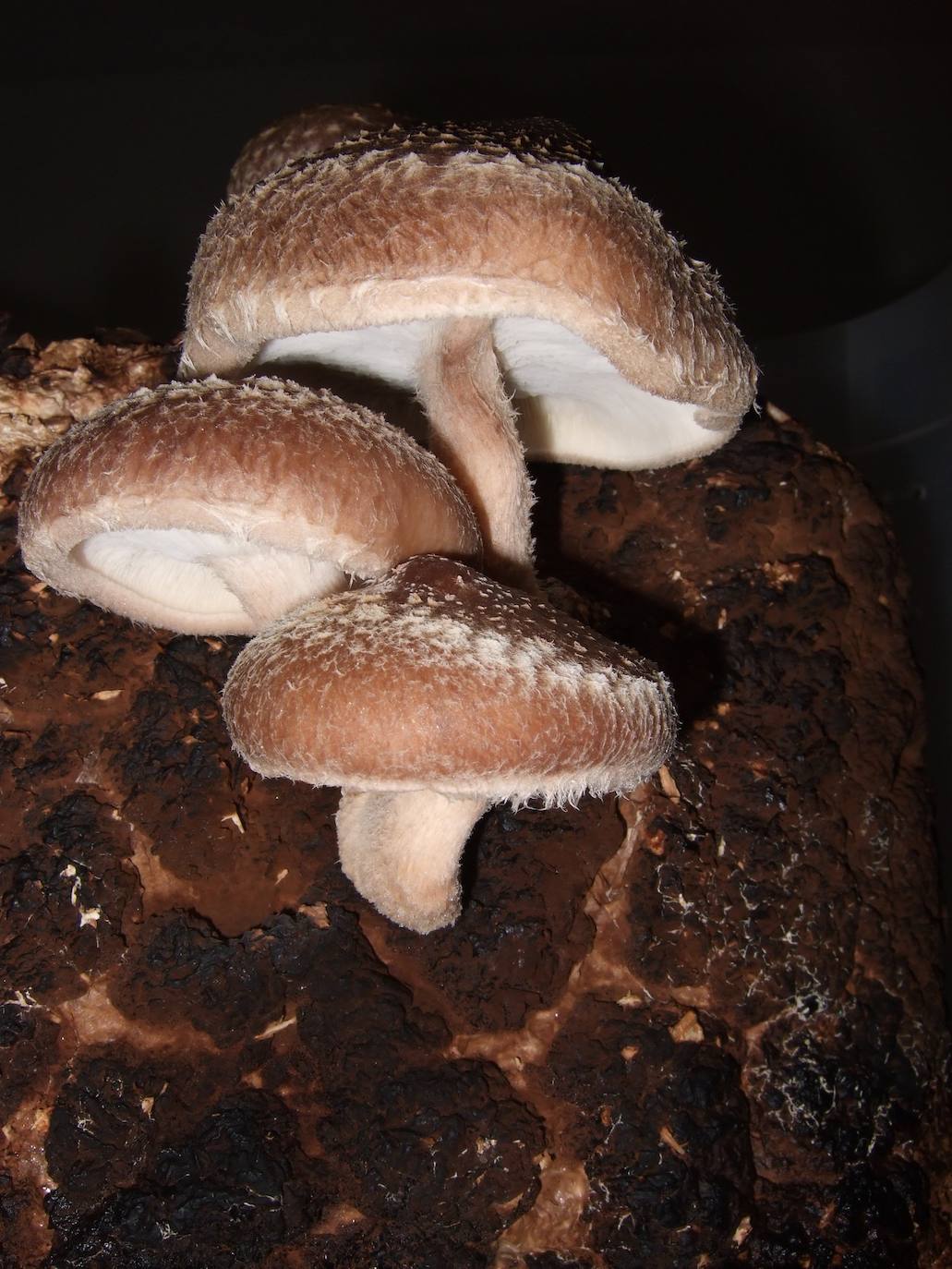 Comestibles 6/6:  Shiitake: De procedencia oriental. Se recoge y se vende todo el año, no sólo durante el periodo otoñal.