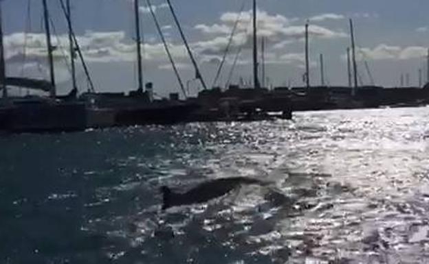 Ballena divisada en la Marina de Valencia. 