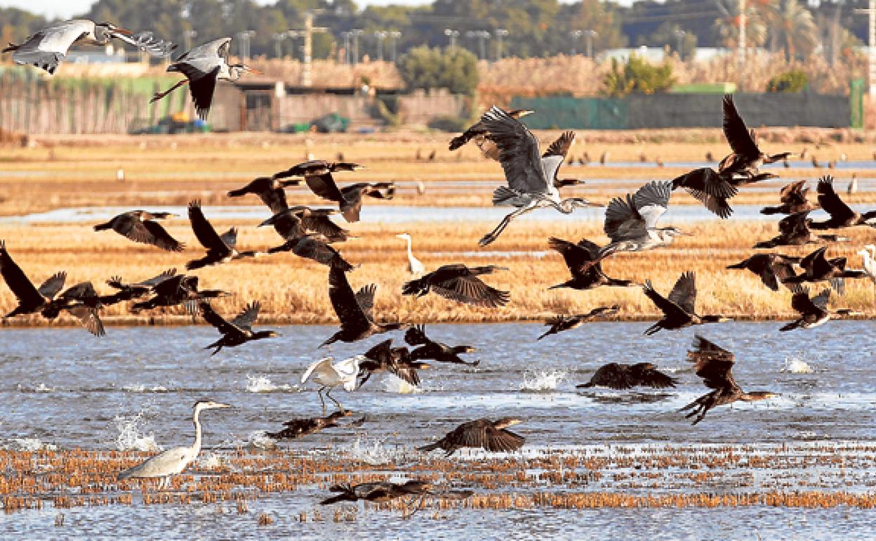 Vista de aves en el parque de la Albufera de Valencia. 