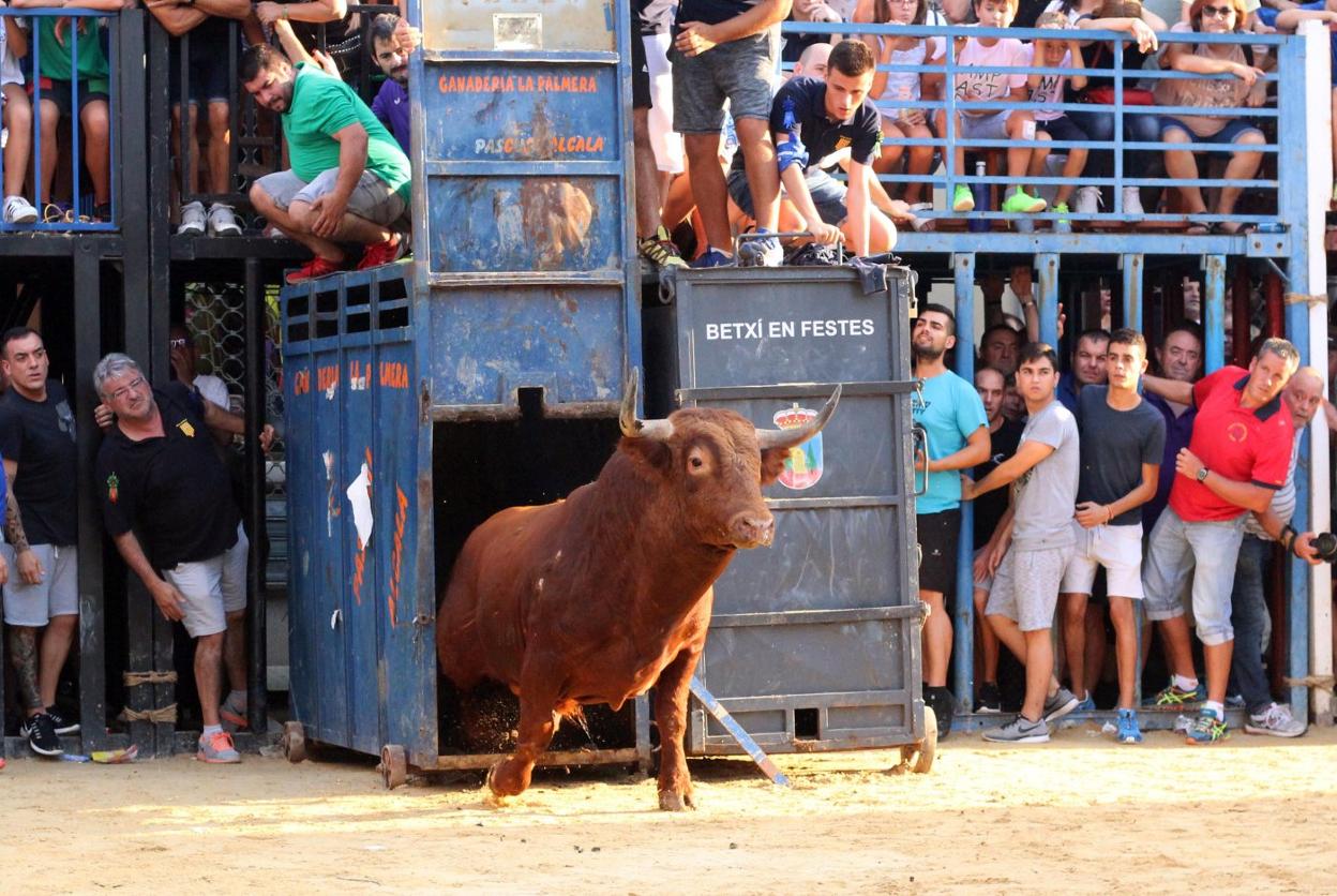 Pascual Alcalá, culto al toro cerril en la sierra de Espadán