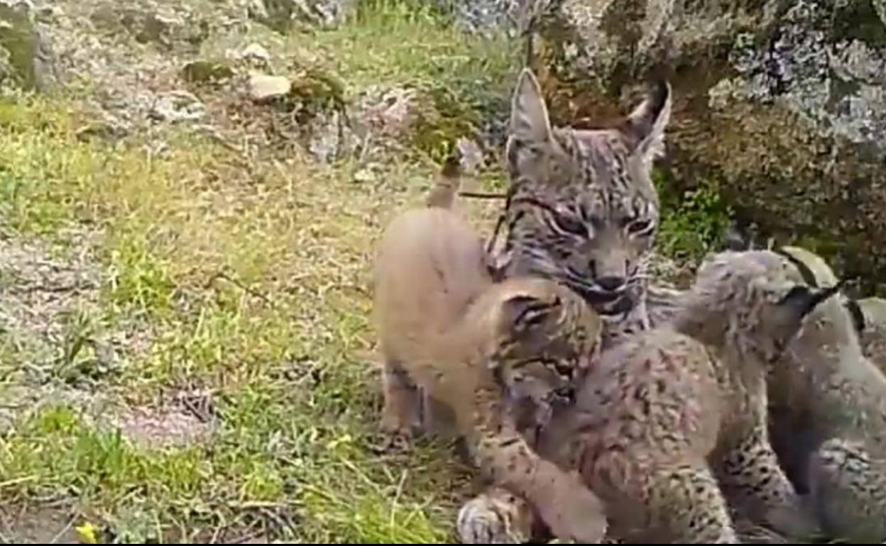 La lince 'Nenúfar' con varios cachorros.