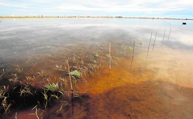 La 'perellonà', el esplendor de la Albufera