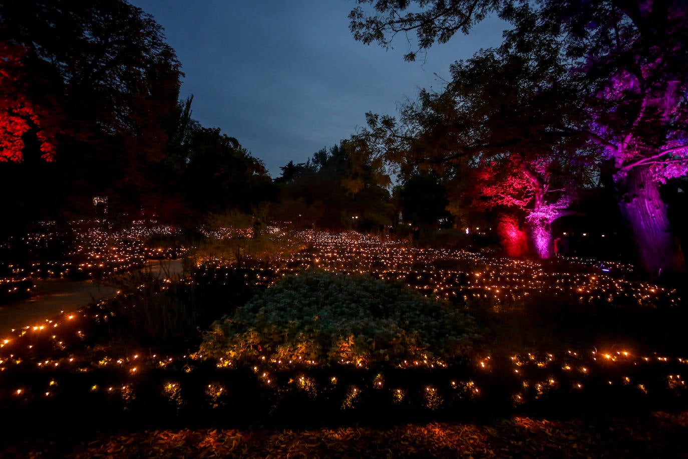 Iluminación del espectáculo 'Las Luces del Real Jardín Botánico', que tras su paso por Londres, Berlín, Stuttgart y Dresde llega a Madrid para convertir este espacio verde del centro de la capital en un lugar de ambiente navideño. 