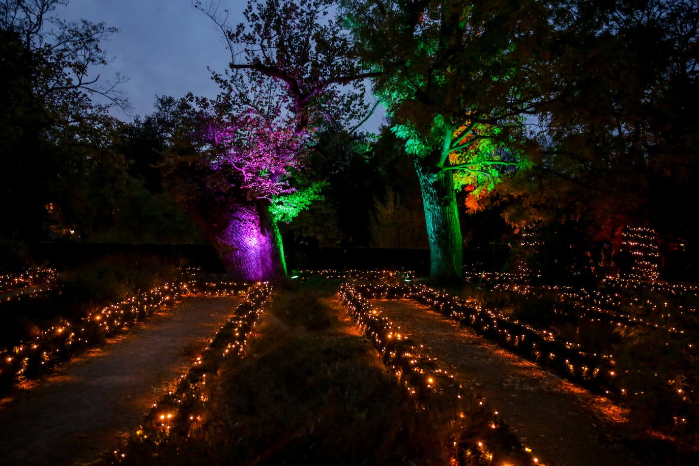 Iluminación del espectáculo 'Las Luces del Real Jardín Botánico', que tras su paso por Londres, Berlín, Stuttgart y Dresde llega a Madrid para convertir este espacio verde del centro de la capital en un lugar de ambiente navideño. 