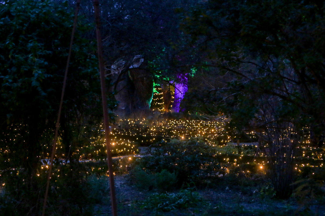 Iluminación del espectáculo 'Las Luces del Real Jardín Botánico', que tras su paso por Londres, Berlín, Stuttgart y Dresde llega a Madrid para convertir este espacio verde del centro de la capital en un lugar de ambiente navideño. 