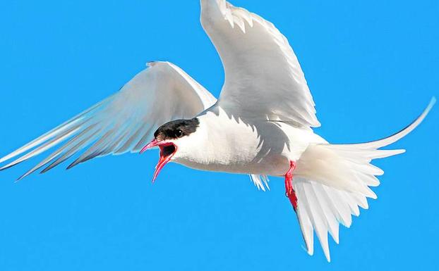 Golondrina de mar ártica. 