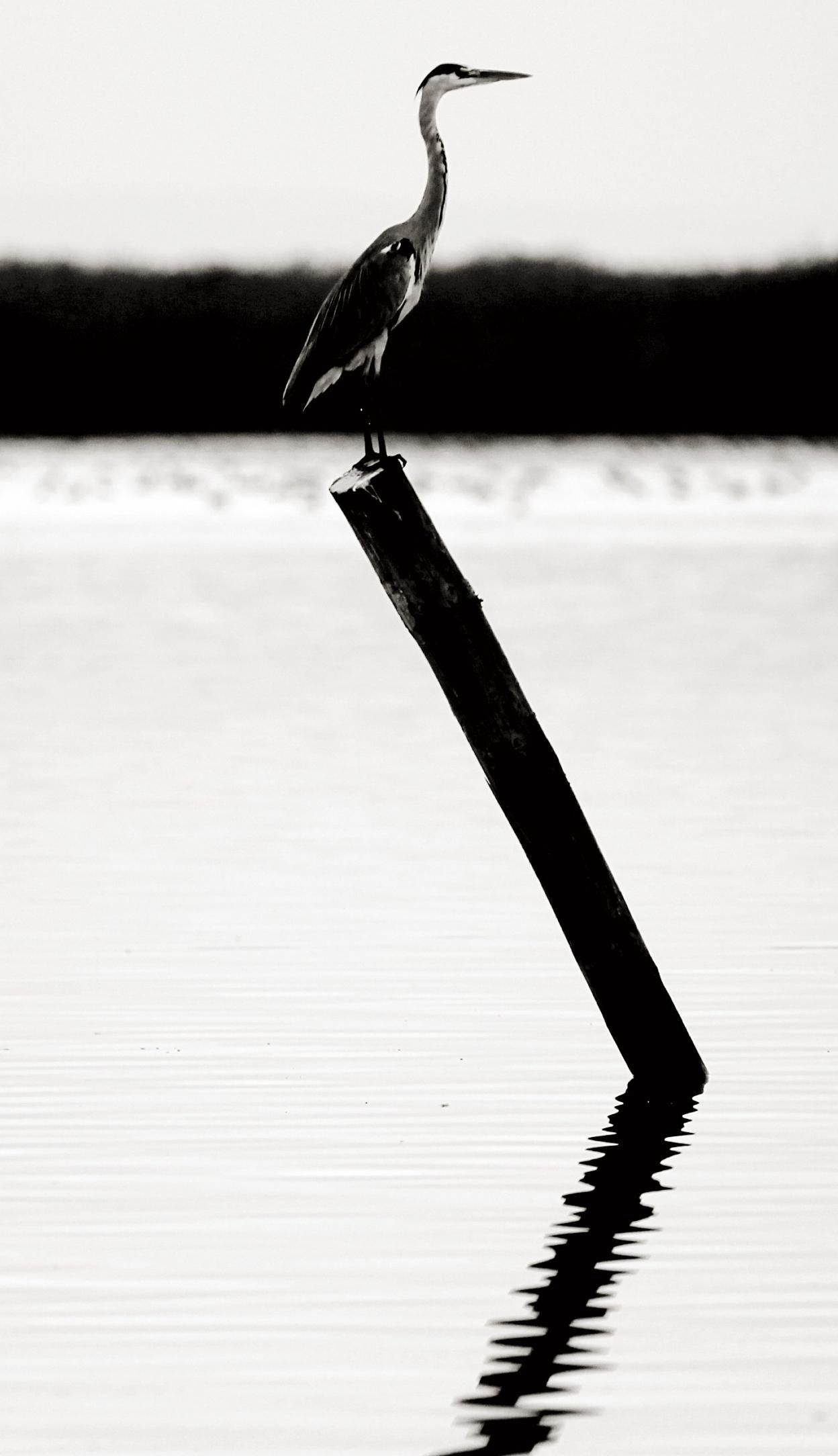 Alerta ambiental:  la Albufera tiene sed