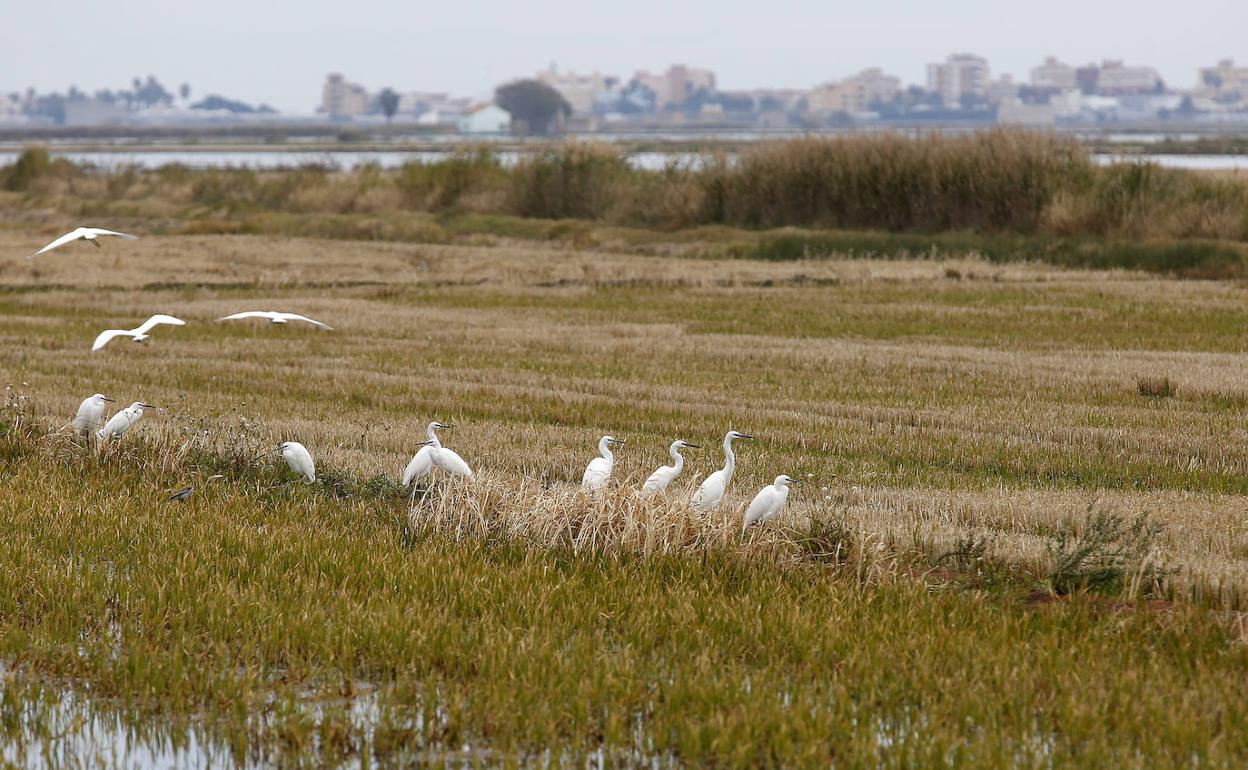 Campos de arroz. Unas aves aparecen posadas en un campo de arroz.