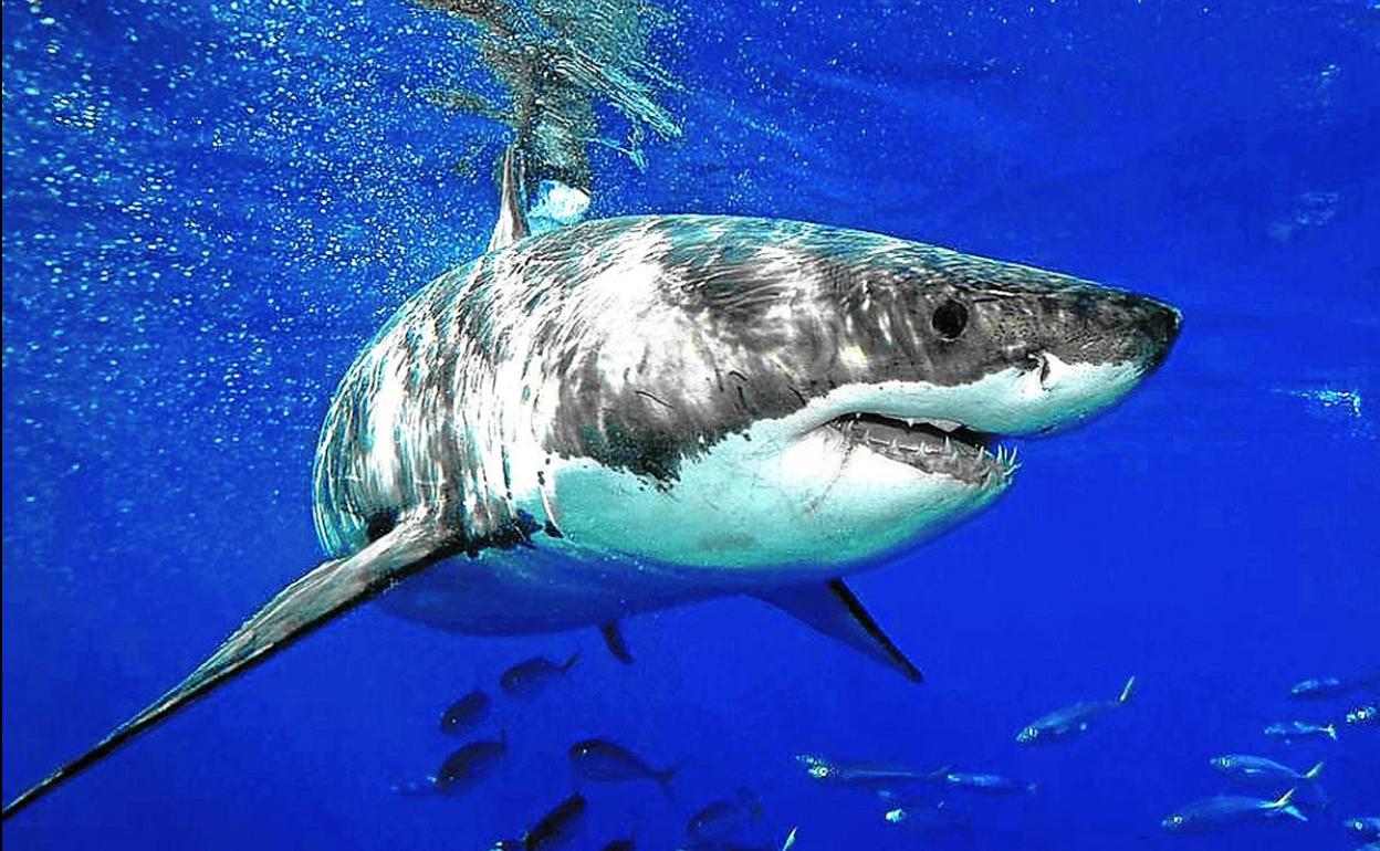 Ejemplar de tiburón blanco. En 2018 filmaron uno de 5 metros en aguas baleares de Cabrera. 