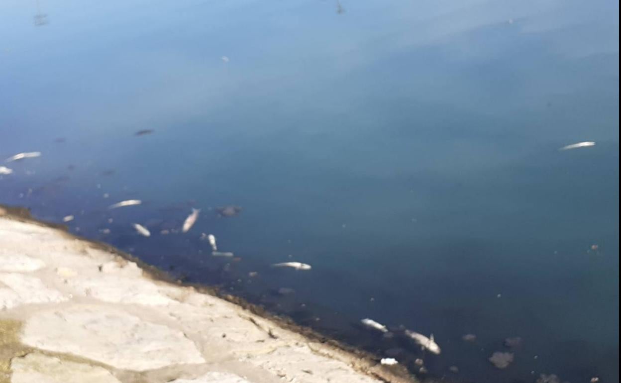 Nazaret clama contra otro episodio de peces muertos y malos olores en el río