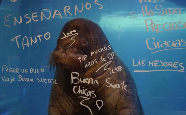 Frases estampadas en el cristal de las morsas del Oceanogràfic. 