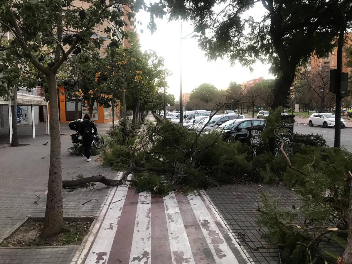 Fotos: Efectos de las fuertes rachas de viento en Valencia