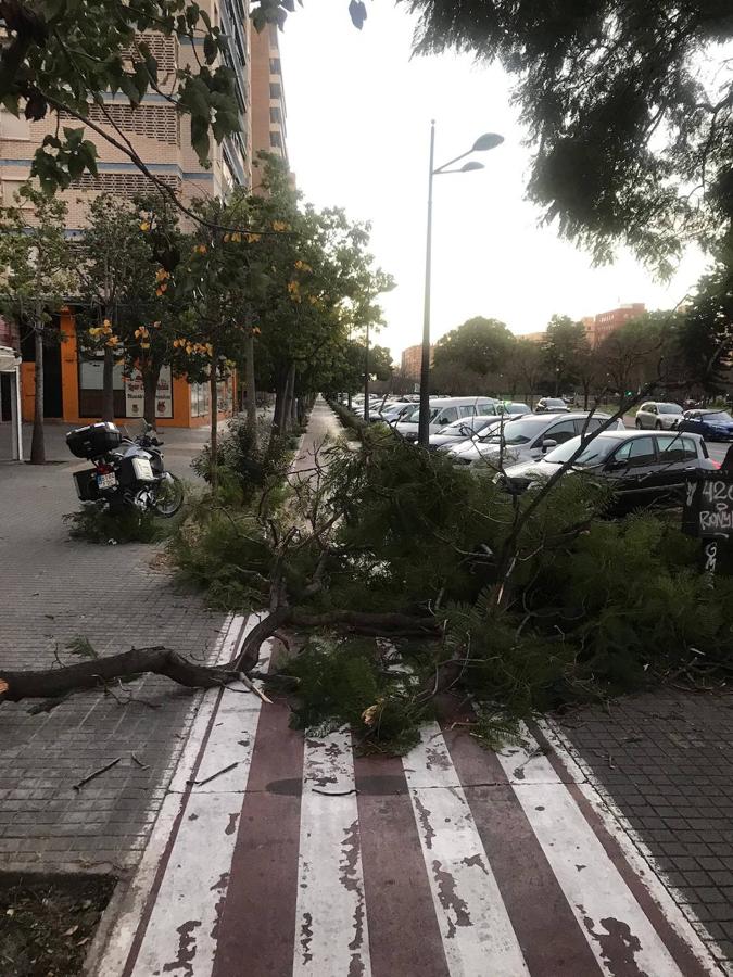 Fotos: Efectos de las fuertes rachas de viento en Valencia