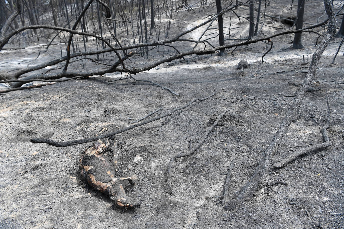 Los incendios forestales que arden sin control en Australia han obligado este martes a miles de personas a refugiarse en playas del sureste del país, en donde el fuego ha provocado 12 muertos y quemado un área similar a la de Costa Rica en los últimos meses. Centenares de incendios arden en esta última jornada del 2019 en Australia, en donde la atención se centra principalmente en la costa suroriental del país debido a las altas temperaturas, los fuertes vientos y el avance de las llamas hacia la costa.