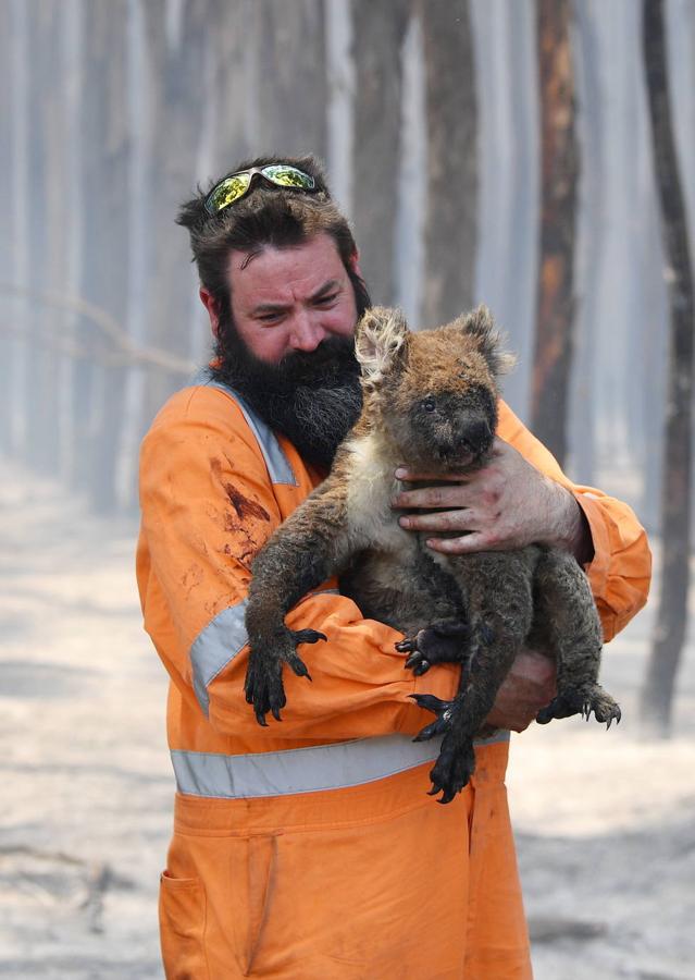 Los incendios forestales que están devastando Australia han matado a más de 1.000 millones de animales en todo el país, incluidos más de 800 millones de ejemplares en el estado de Nueva Gales del Sur, el más afectado por las llamas. Entre las especies afectadas se encuentran algunas en peligro de extinción, como la rana corroboree del sur o la cacatúa negra brillante. Australia se enfrenta cada primavera a incendios forestales, pero este año han sido mucho más tempranos y virulentos, debido, entre otras cosas, a condiciones más favorables a las llamas provocadas por el calentamiento global. Los humos emitidos por las llamas se han detectado hasta Argentina y Brasil, a más de 12.000 km del otro lado del Pacífico, según las agencias meteorológicas de estos países. 