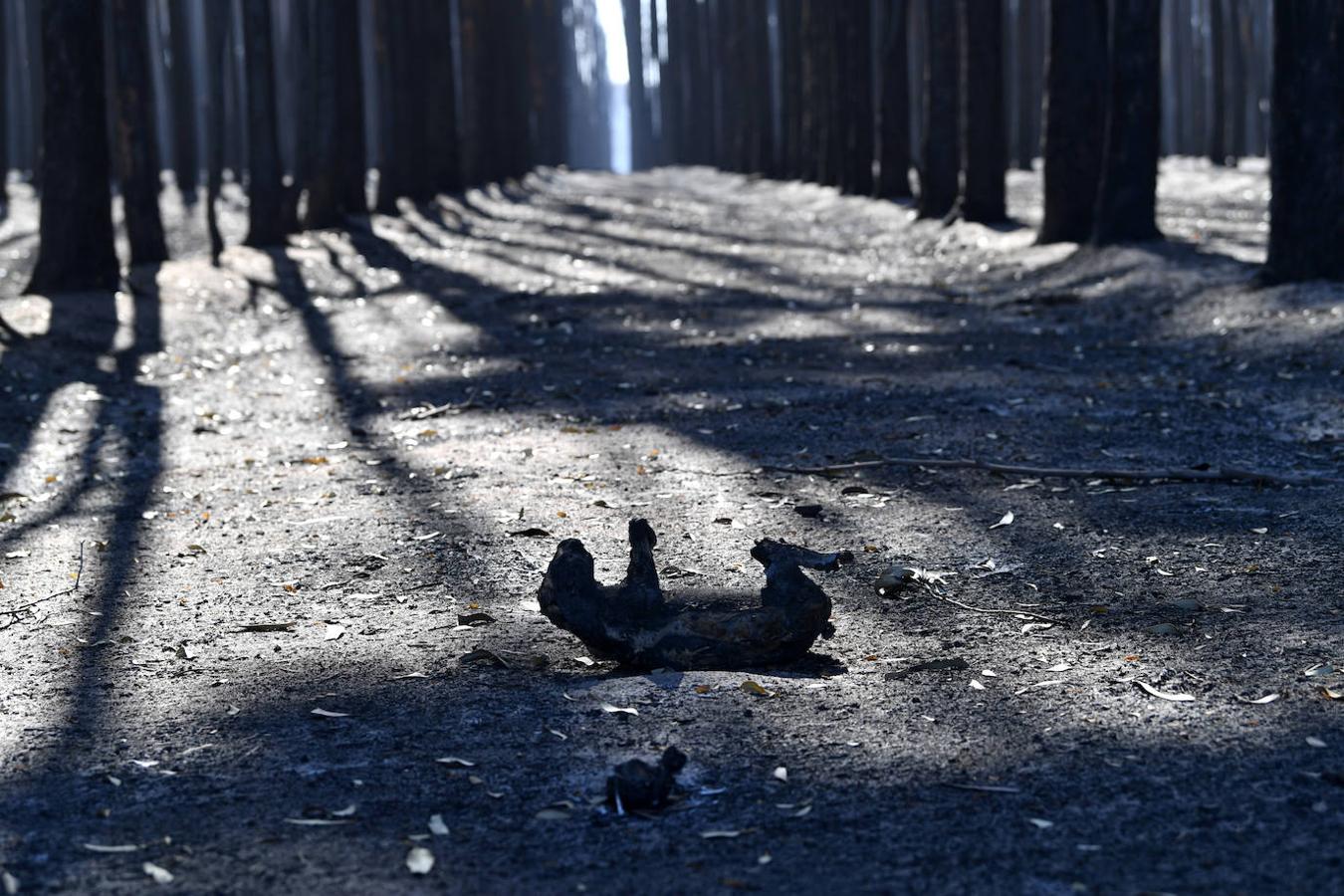 Los incendios forestales que están devastando Australia han matado a más de 1.000 millones de animales en todo el país, incluidos más de 800 millones de ejemplares en el estado de Nueva Gales del Sur, el más afectado por las llamas. Entre las especies afectadas se encuentran algunas en peligro de extinción, como la rana corroboree del sur o la cacatúa negra brillante. Australia se enfrenta cada primavera a incendios forestales, pero este año han sido mucho más tempranos y virulentos, debido, entre otras cosas, a condiciones más favorables a las llamas provocadas por el calentamiento global. Los humos emitidos por las llamas se han detectado hasta Argentina y Brasil, a más de 12.000 km del otro lado del Pacífico, según las agencias meteorológicas de estos países. 