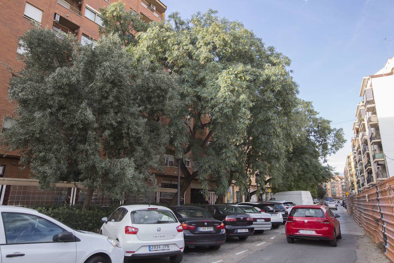 Un millón de euros se destinará a la plantación de más árboles en las calles de la ciudad.