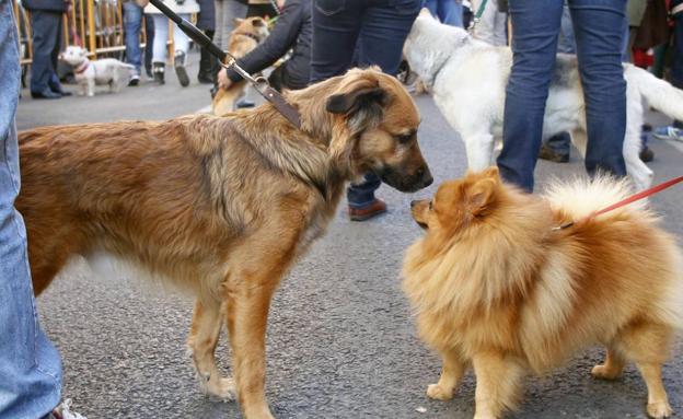 Programa oficial de actos de la bendición de animales en Valencia: los horarios de Sant Antoni en 2020