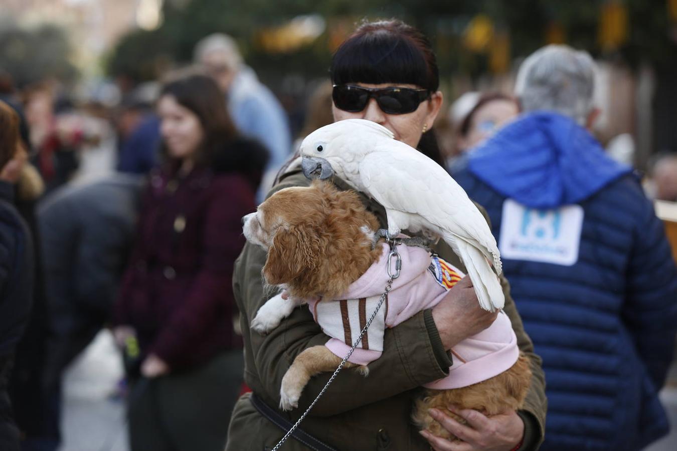 Fotos: Las mascotas celebran San Antonio en Valencia