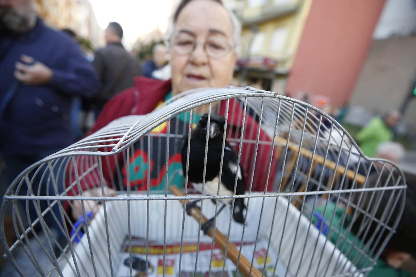 Fotos: Las mascotas celebran San Antonio en Valencia