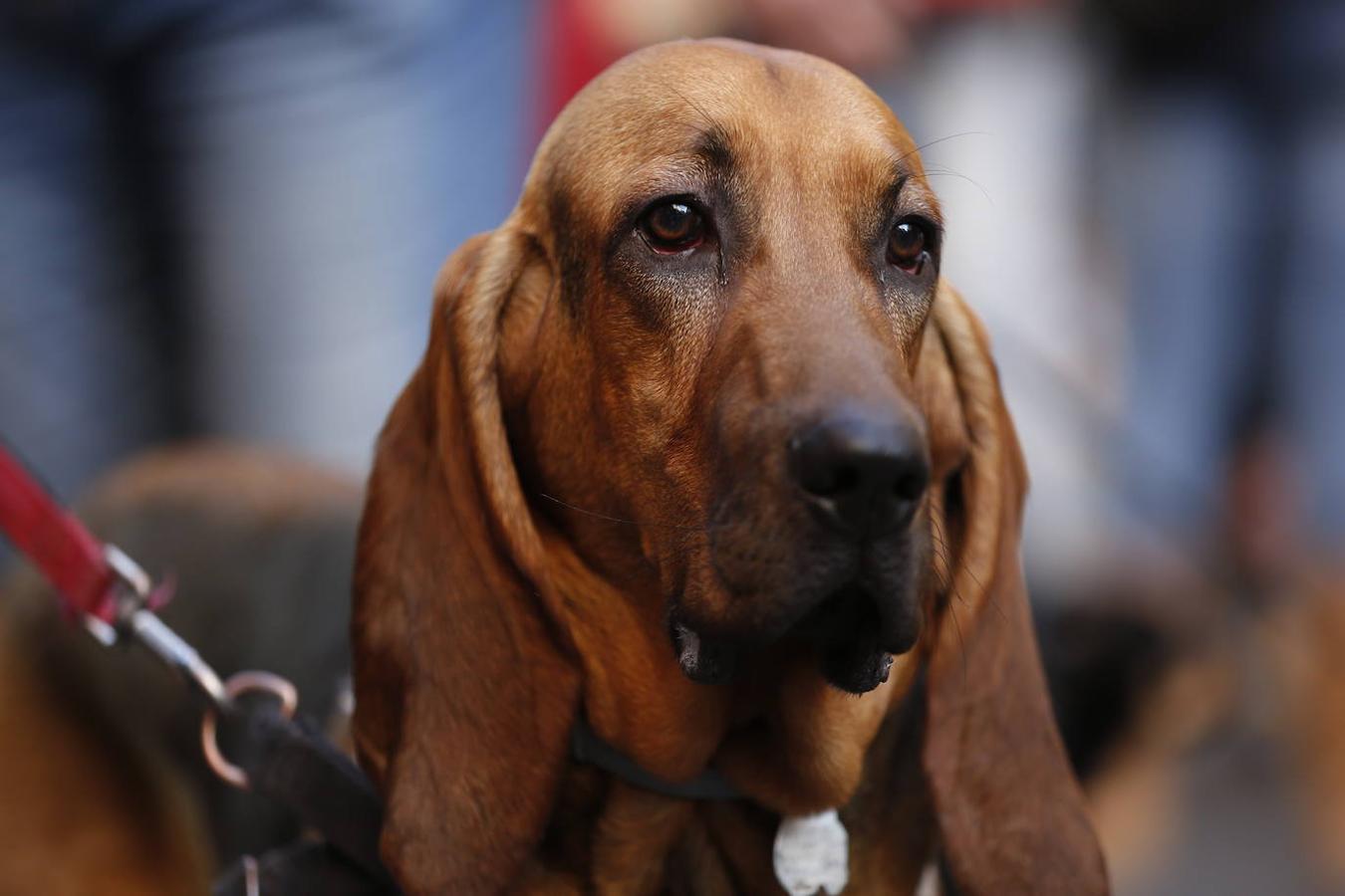 Fotos: Las mascotas celebran San Antonio en Valencia