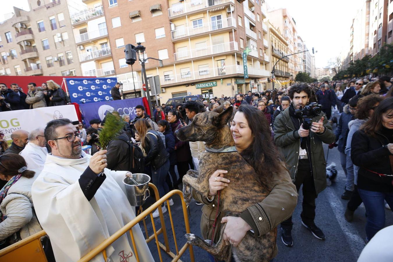 Fotos: Las mascotas celebran San Antonio en Valencia