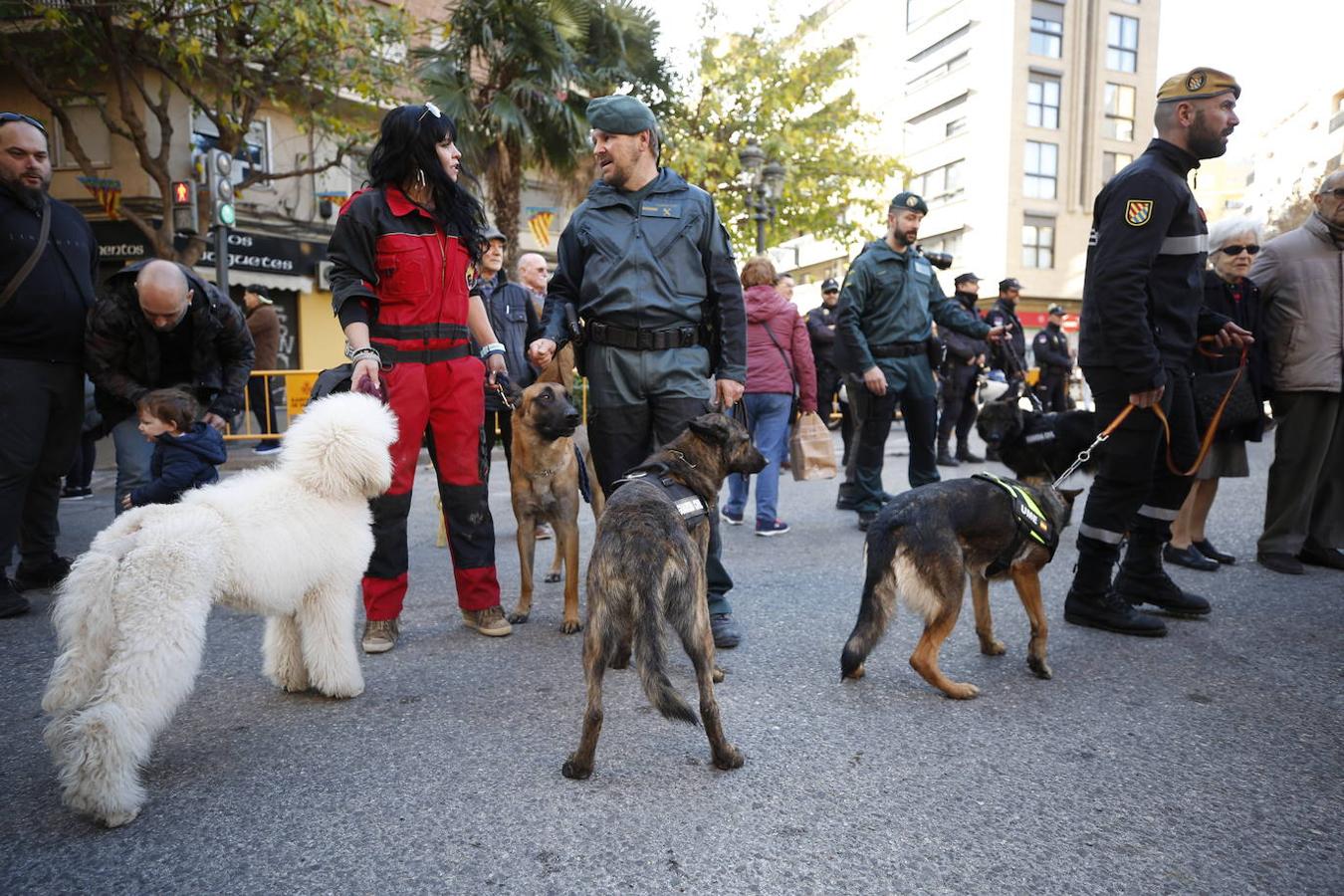 Fotos: Las mascotas celebran San Antonio en Valencia