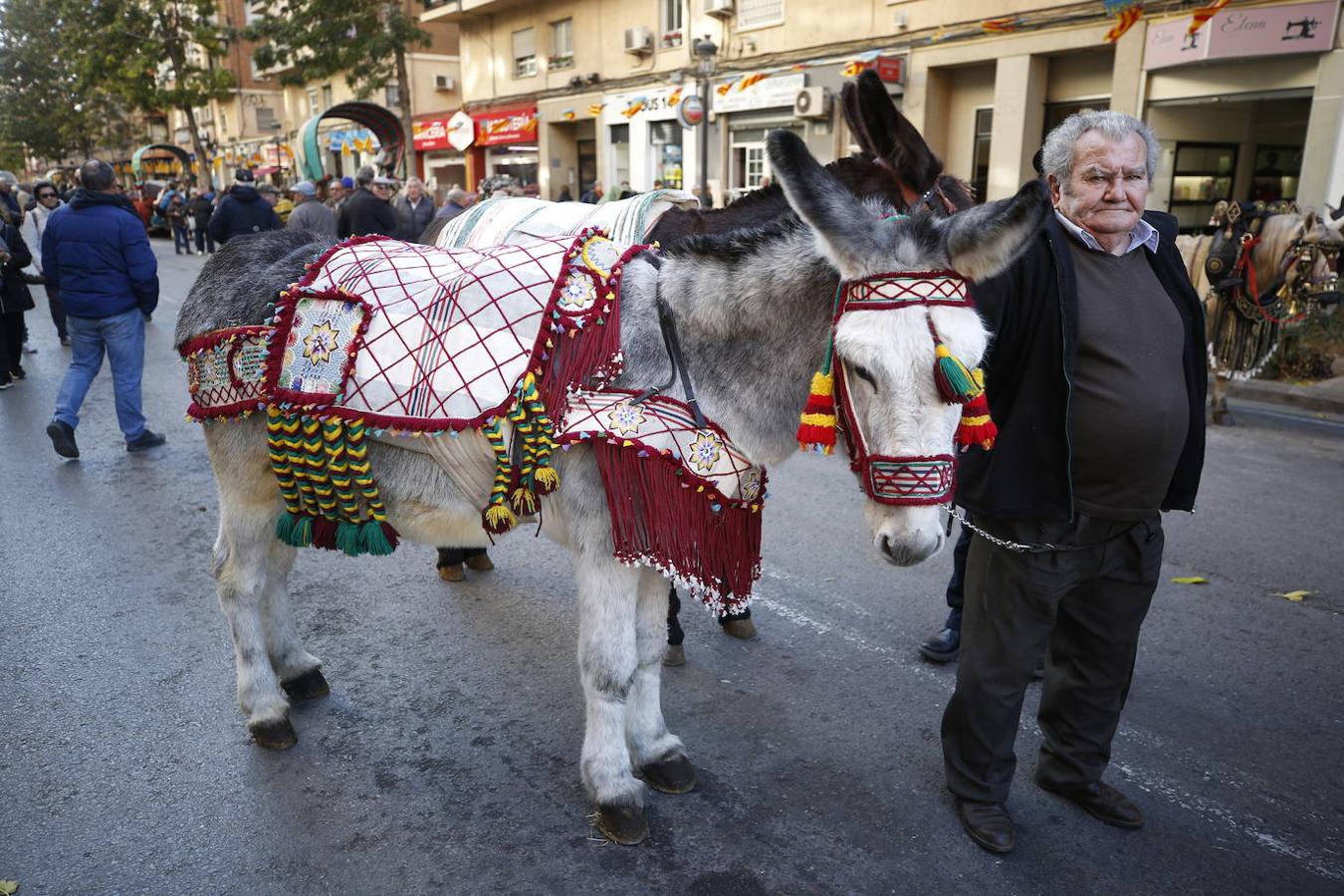 Fotos: Las mascotas celebran San Antonio en Valencia