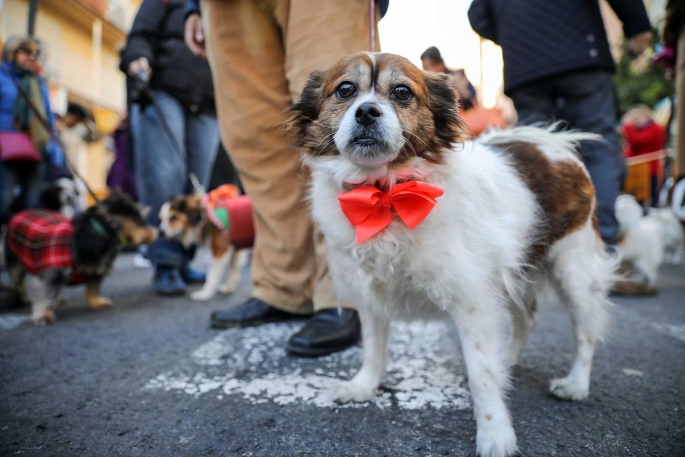 Fotos: Las mascotas celebran San Antonio en Valencia