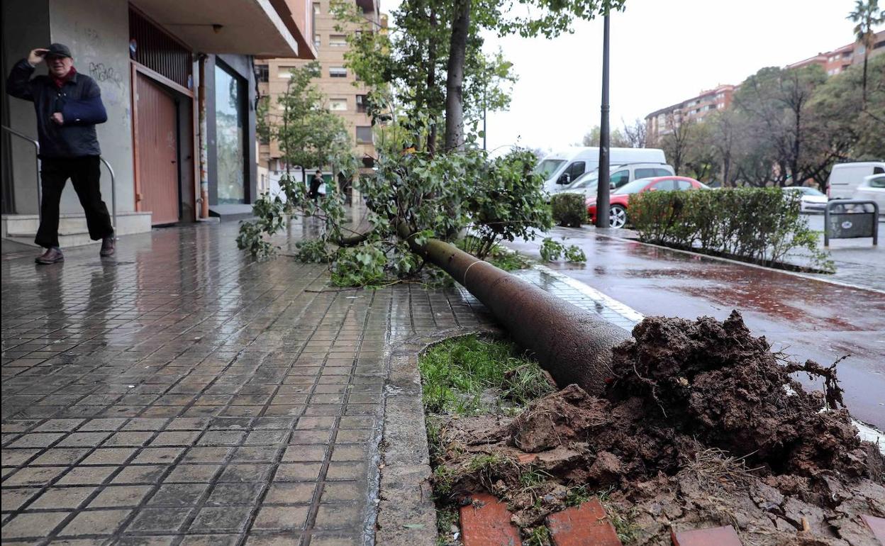 Un árbol cae por las fuertes rachas de viento en la avenida Blasco Ibáñez de Valencia.