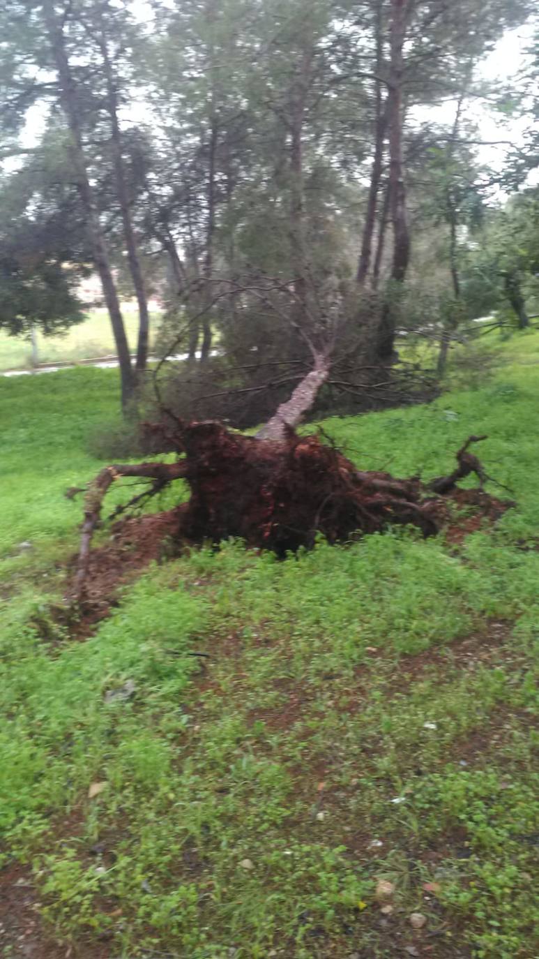 Daños del temporal en Alberic