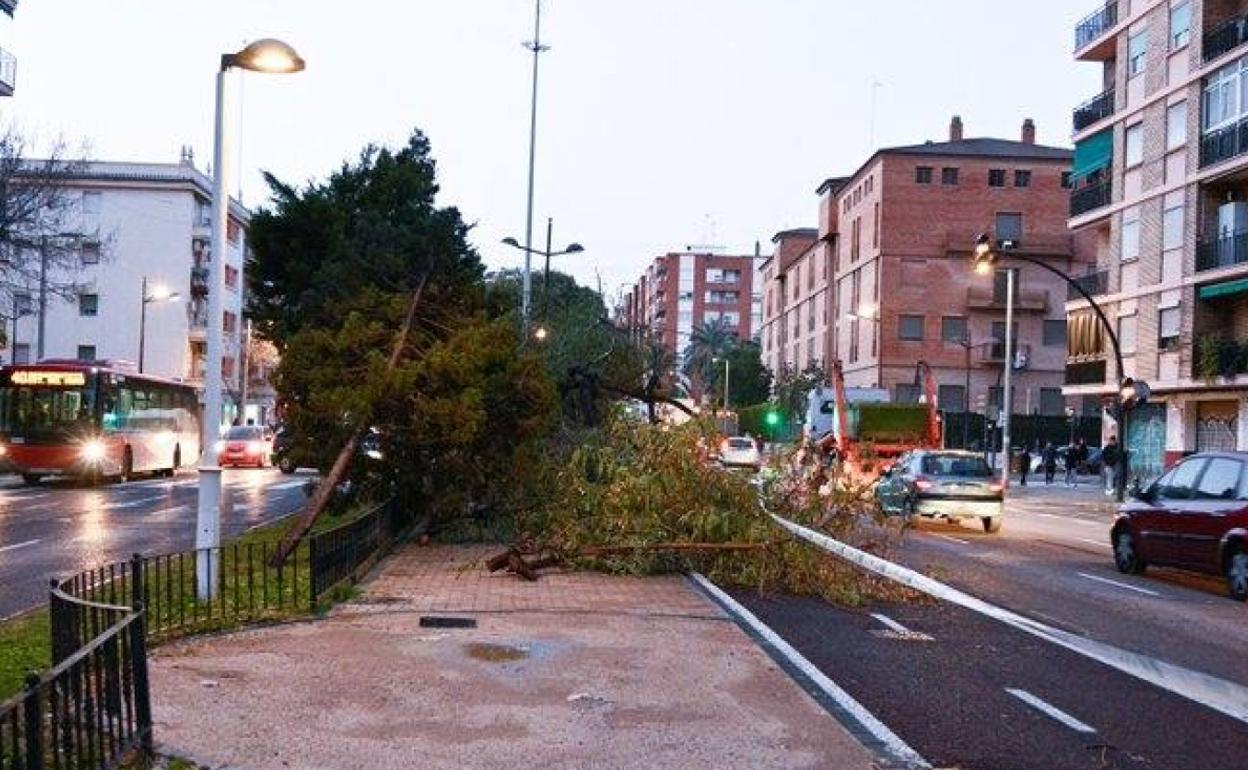 Tramo del carril bici de Manuel Candela con el árbol en medio. 