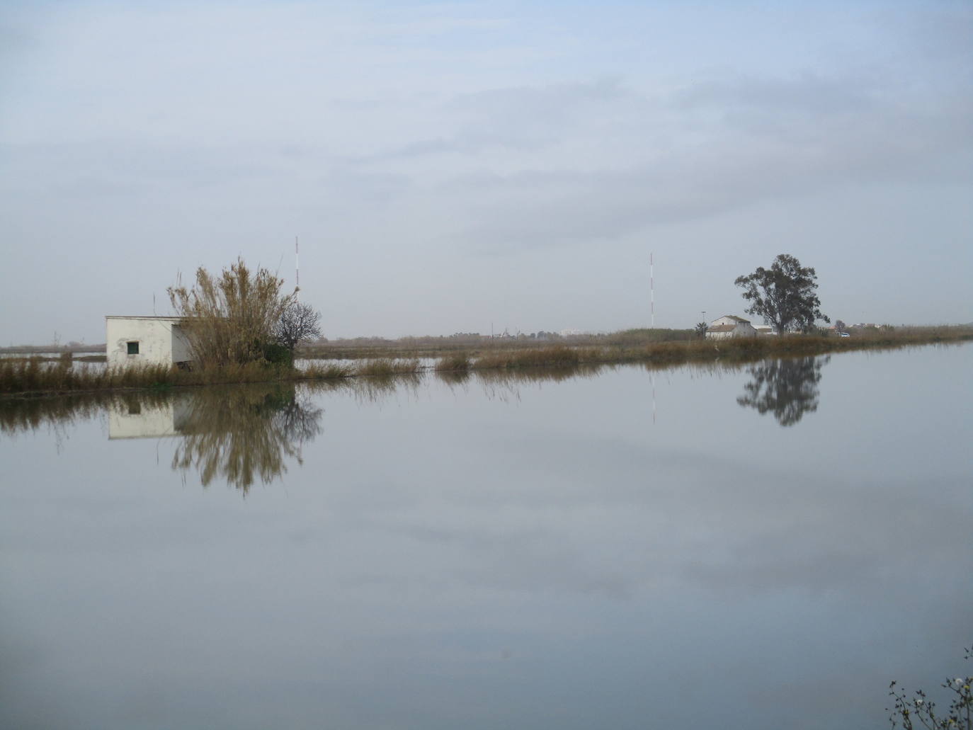 Fotos: Los arrozales de la Albufera