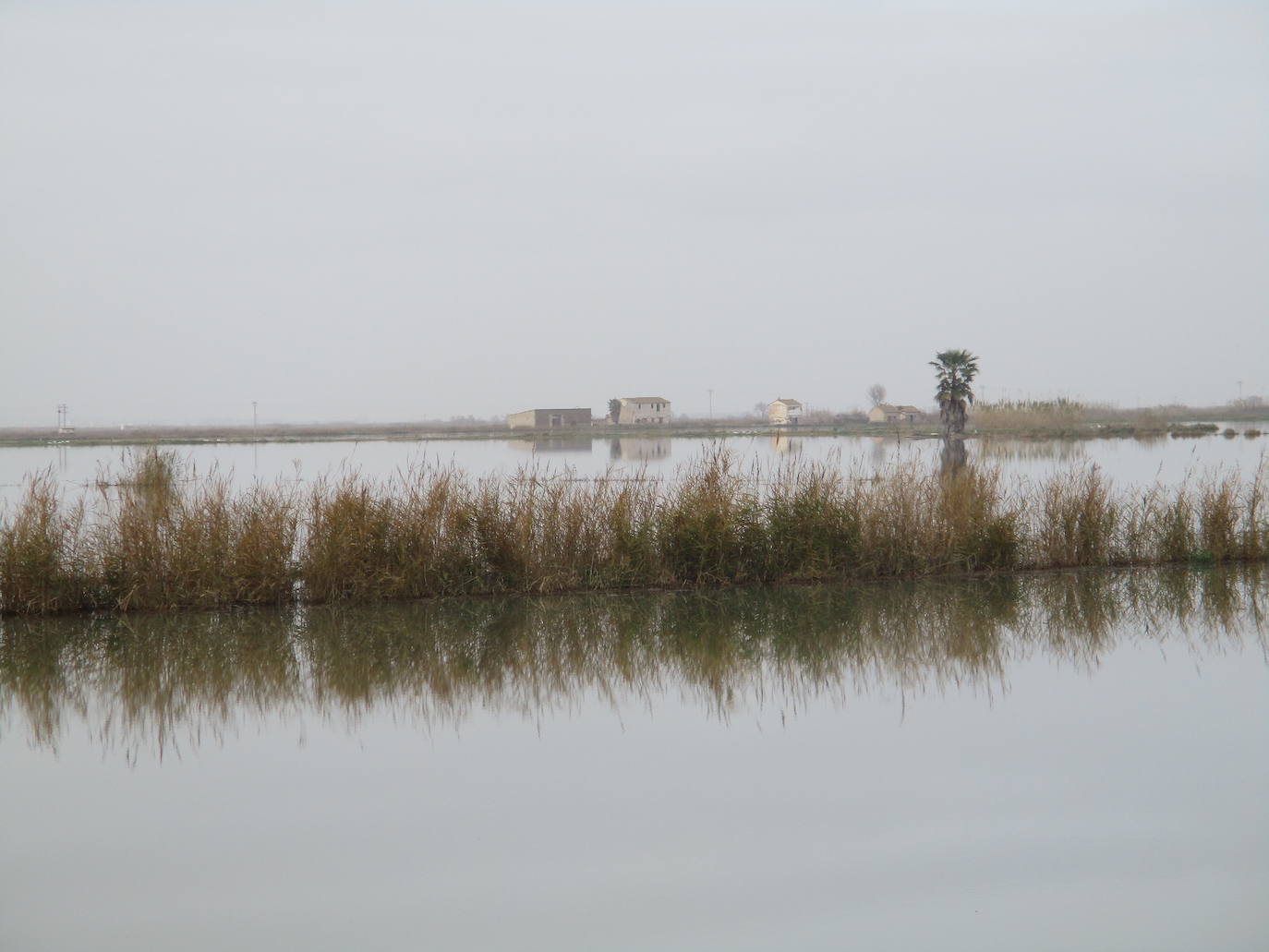 Fotos: Los arrozales de la Albufera