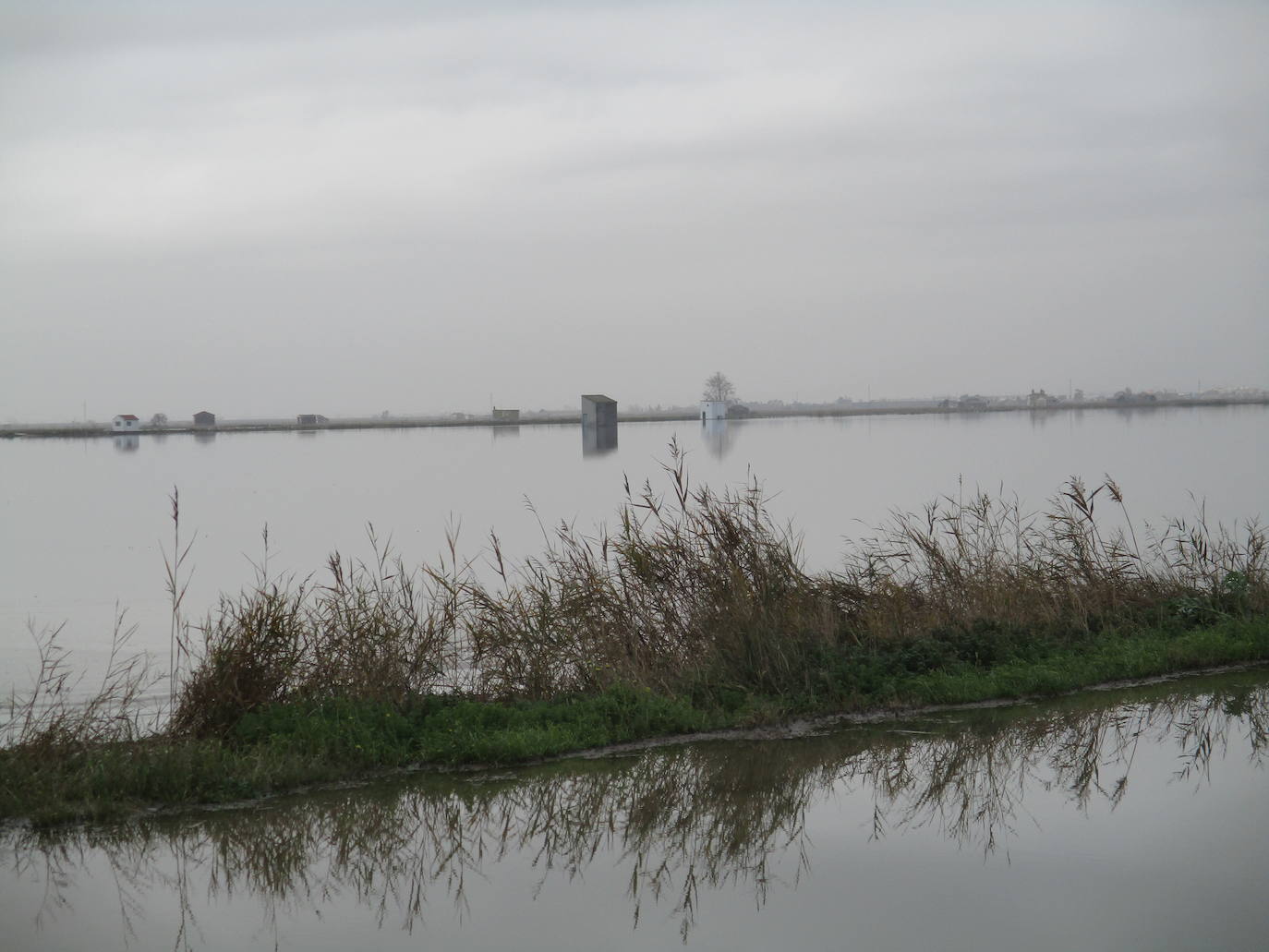 Fotos: Los arrozales de la Albufera