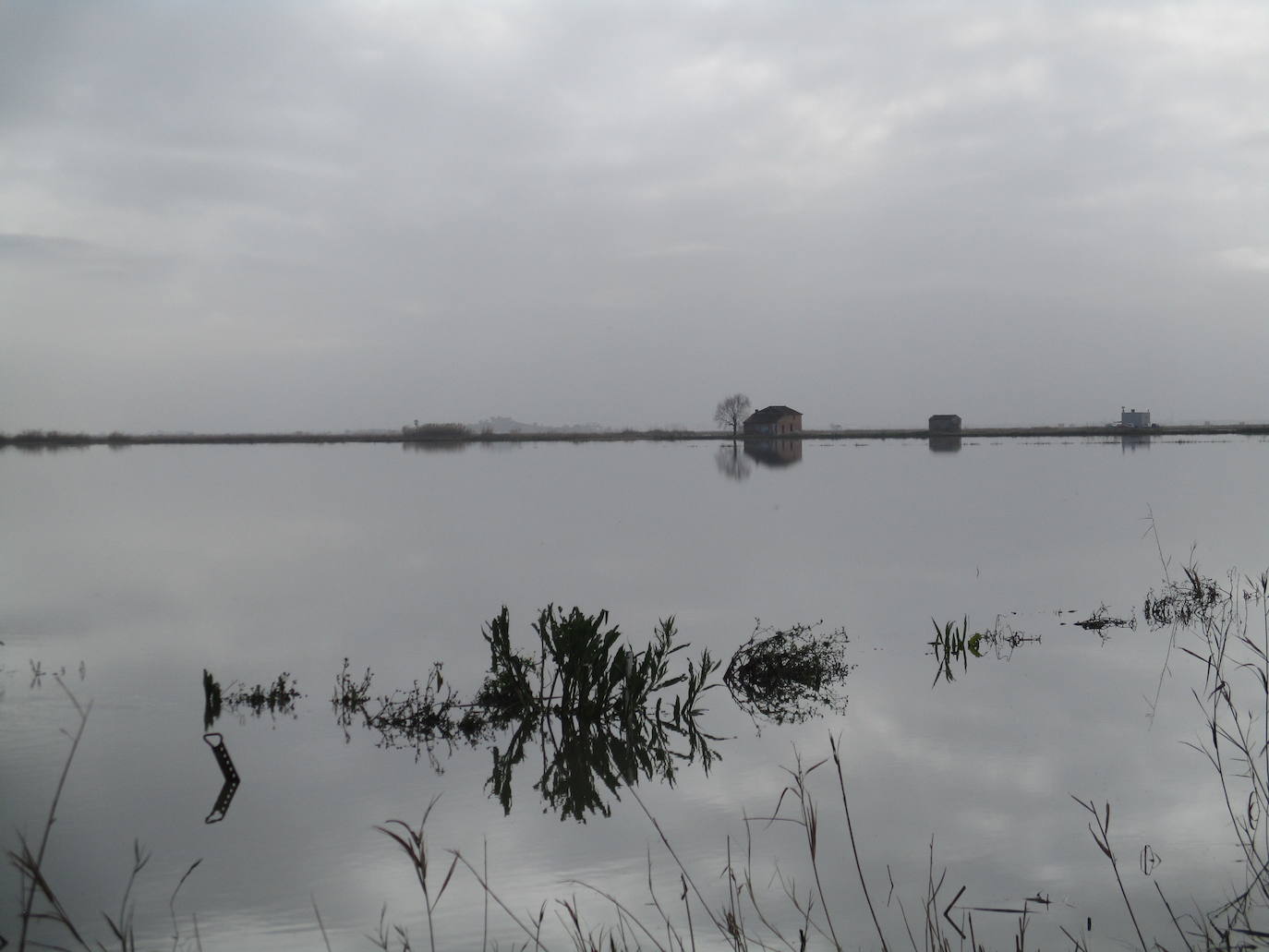 Fotos: Los arrozales de la Albufera