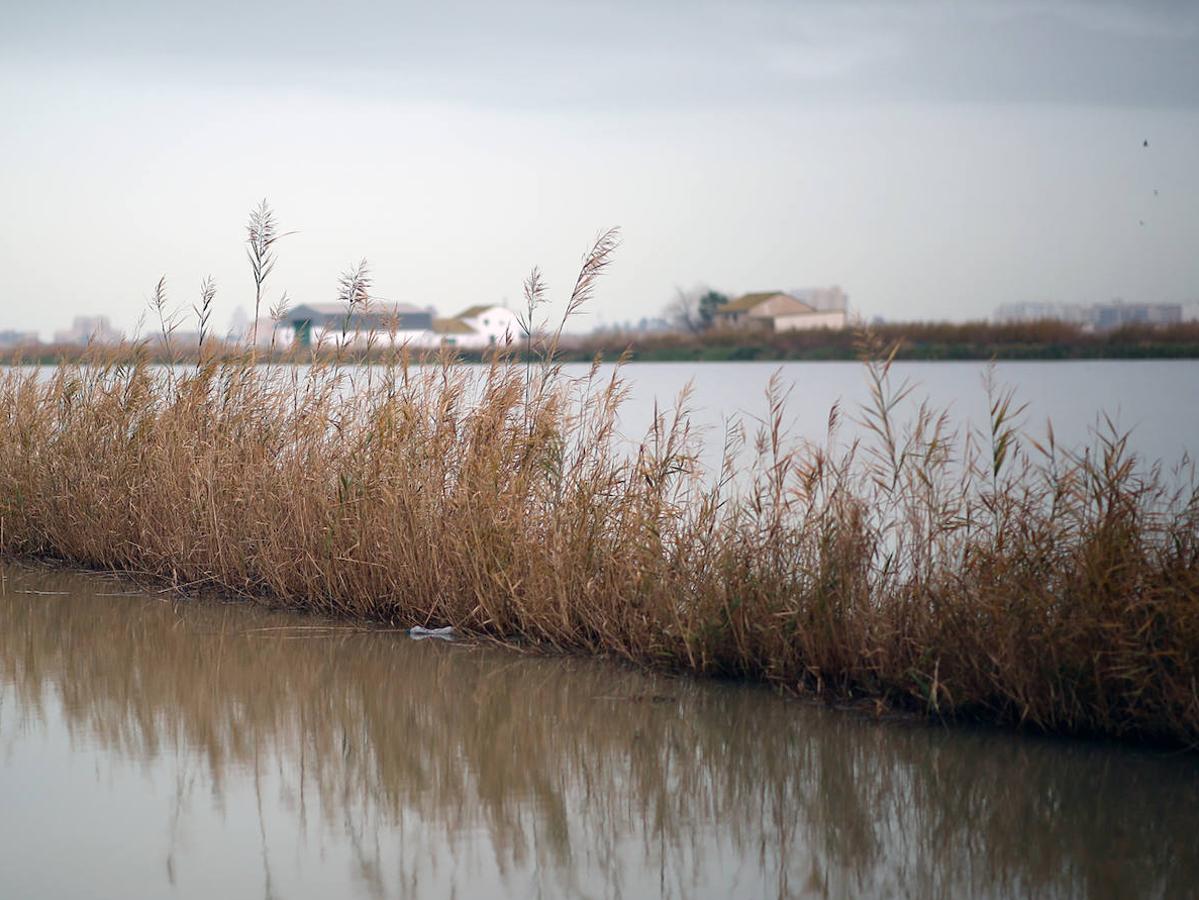 Fotos: Los arrozales de la Albufera