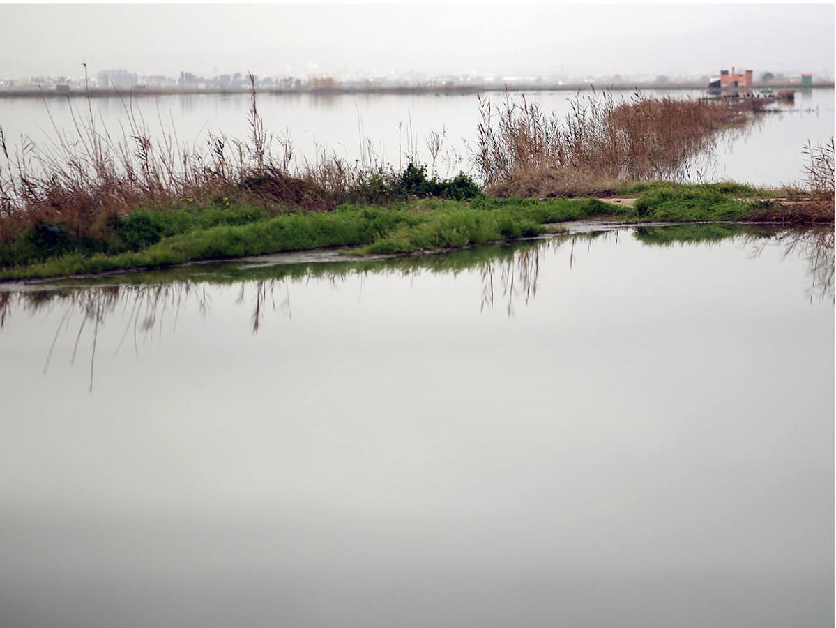 Fotos: Los arrozales de la Albufera