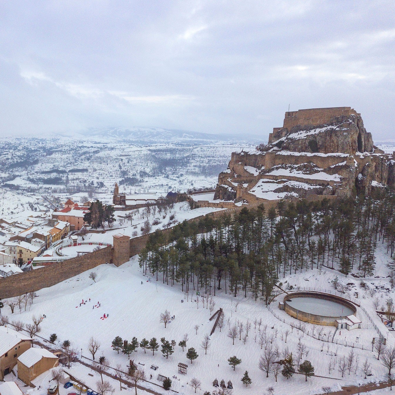 Morella