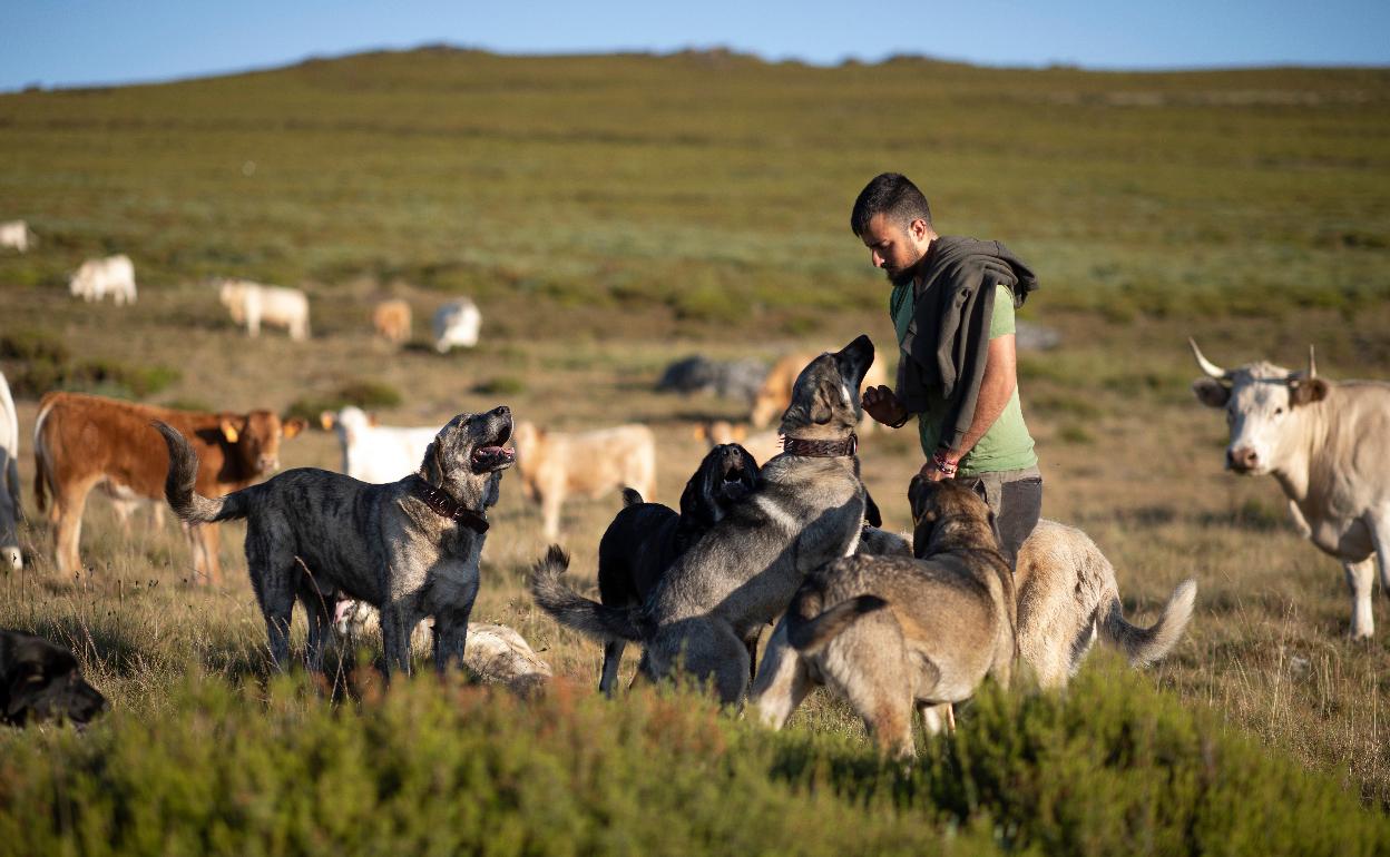 Fernando Rodríguez junto a sus mastines y sus vacas en los montes de Zamora.